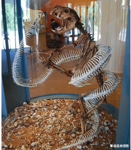 化石|能称得上是巨蟒的蛇有哪些?巨蟒的天敌是什么?