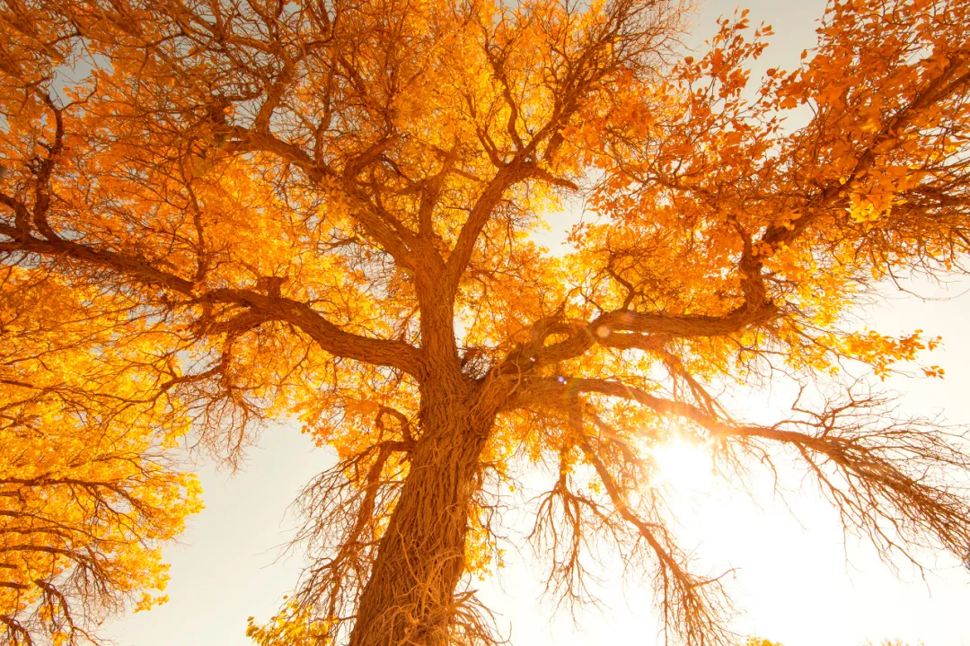 额济纳|忽然,想去额济纳了