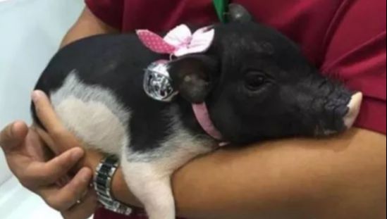 『』大金猪：今年「吉中藏喜」，並且是「兩大喜事」，不接不吉