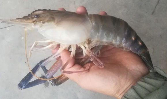 「广西」广西桂林，河道中出现“变异大虾”，钓鱼人：一只能做一盘菜