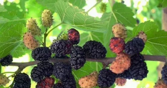 #桑葚#酿酒知识桑葚泡酒:你意想不到的效果