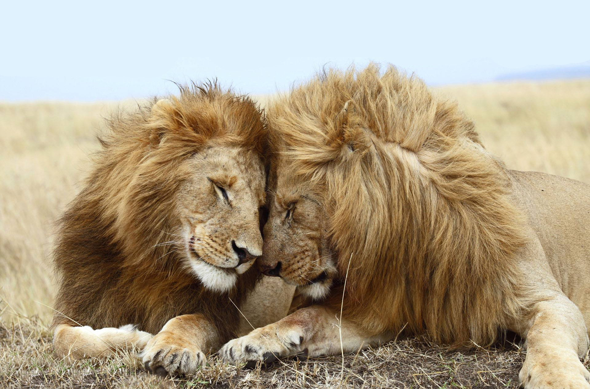 狮子|狮子有哪些天敌？流浪雄狮长大后还认识母亲吗？