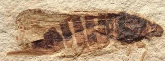 【蟑螂】没了脑袋的蟑螂能活9天？不要太惊讶，是人类赋予它们技能