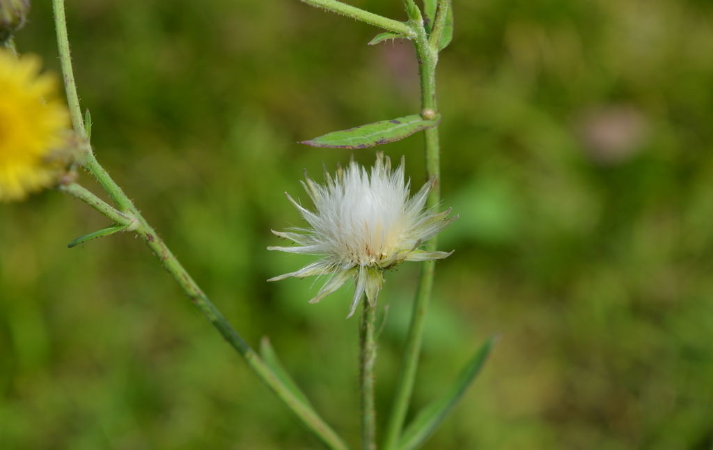 十二星座|分手后，十二星座男各会把前任当成什么人？金牛很深情
