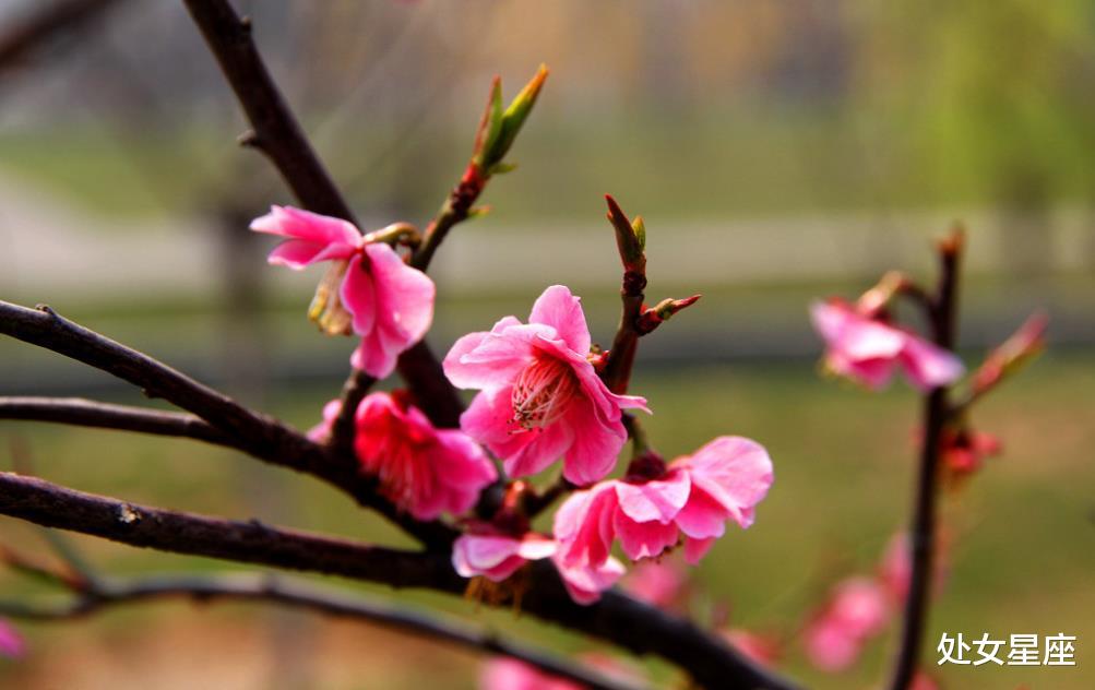 【生肖】7月5号喜鹊叫，大财挡不住，3生肖锦鲤送财，将会富贵一整年