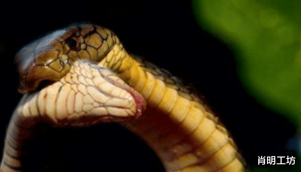 『』中国毒蛇排行榜，最好不要招惹它们，捕蛇人看见都紧张