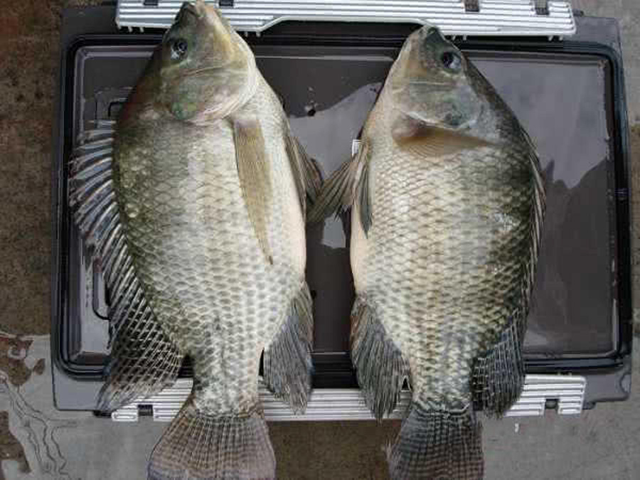 饵料|钓罗非鱼冷冻饵，自制过程和方法，成本几块钱就能钓好多