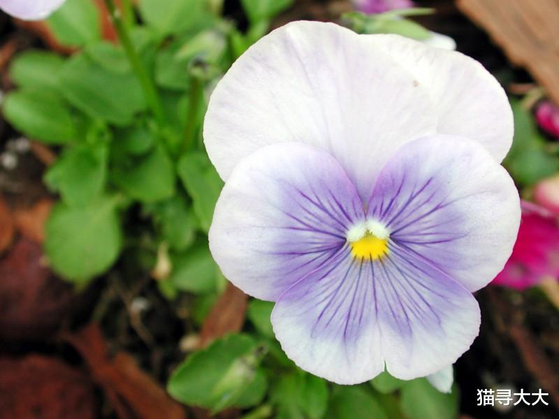 生肖|7月底，姻缘逆袭，桃花重现，4大生肖解除防备，幸福回头