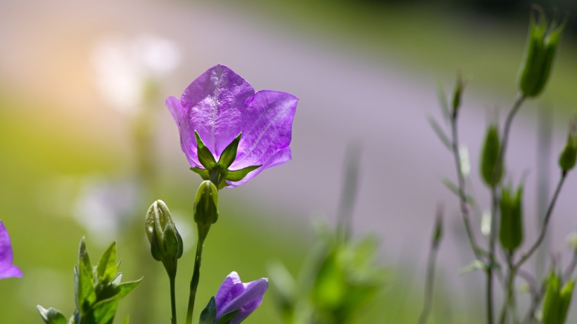 #生肖#7月中旬，良缘到来，情缘缠绕，将被爱情选中的4大生肖！