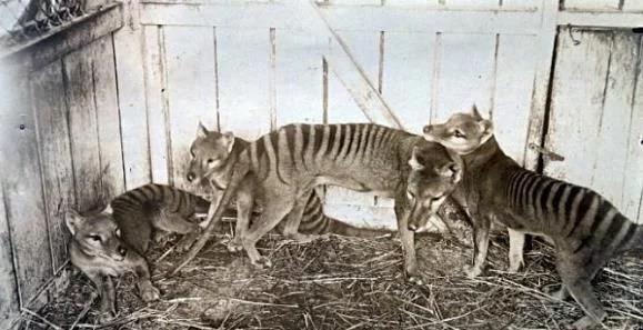 「科学家」消失了83年后，它竟再次出现，科学家担忧：人类会使其再次死亡