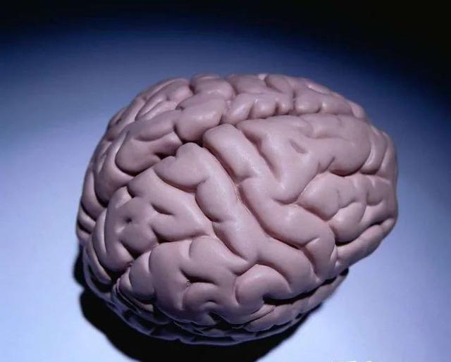 大脑皮层|剧烈晃动的时候脑子会变成一团浆糊?