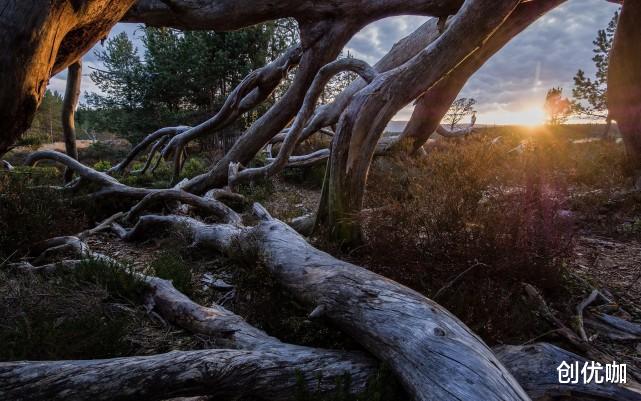 狮子座|2020年底，好运当头，喜讯频传，梦想将照进现实的3个星座