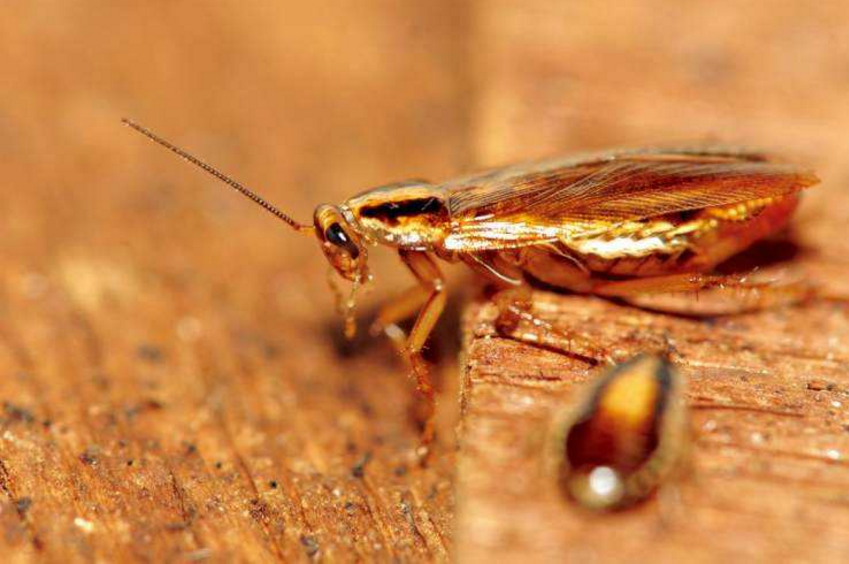 []为什么不能让蟑螂从地球上消失？它们灭绝的后果，我们承担不了