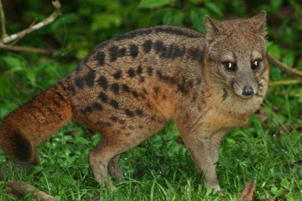 藏羚羊@全球这种动物交配时间最长，一次长达8个小时，而最短的呢？