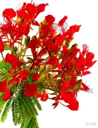 运势|从9月开始，4属相紫气傍身，接住好运，财富翻番涨，越过越红火