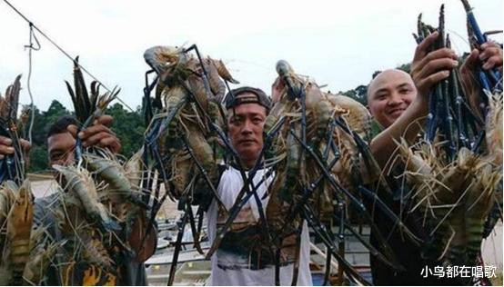 土豆|越南出现1米大虾！求中国吃货帮忙解决，但这次我们选择拒绝