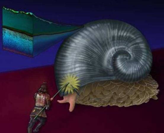 |连子弹都打不穿的动物，400度的高温都无法杀死，堪称动物界钢铁