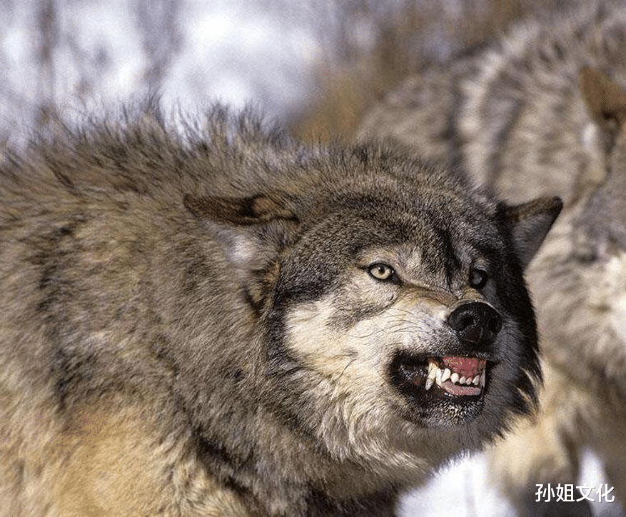 「」世界上最大的狼,也是唯一一种可以与大型猫科动物硬扛的狼