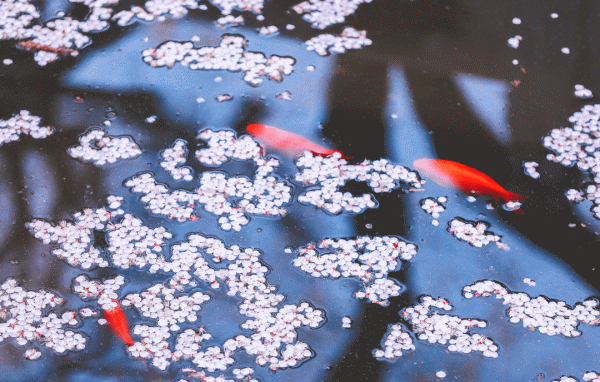 全网爆火的故宫雪景图和猫，是她拍下的。