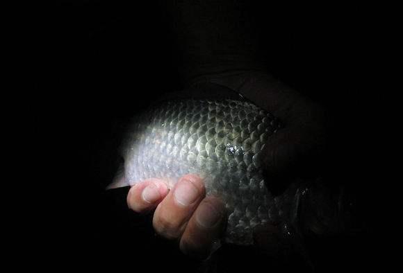 []夜钓中的3个小故事，当时心惊肉跳，过后感觉自己真傻