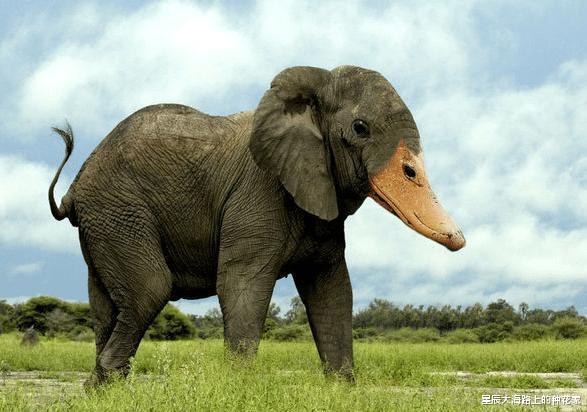 #伦理#如何看待人类给动物杂交和回交，难道就没有伦理道德约束吗？