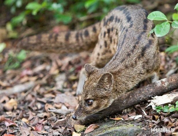 @马岛缟狸：交配时间最长的动物