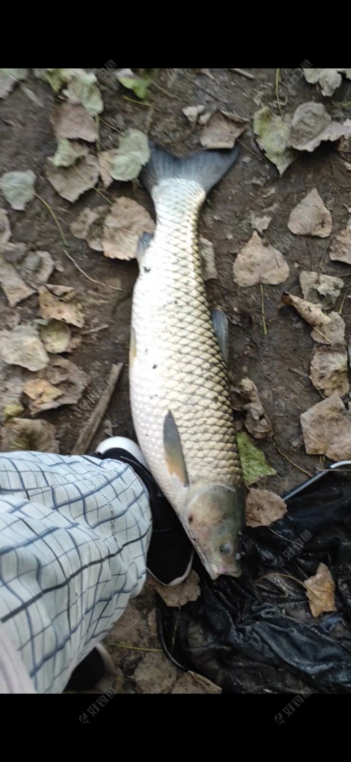 玉米|「垂钓纪实」 爆杆报仇之跑鱼连连……