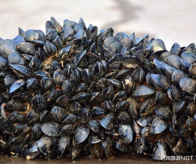 「民警」原产于美国的“大口黑鲈”，在国内水域称霸，却遇上了唯一天敌