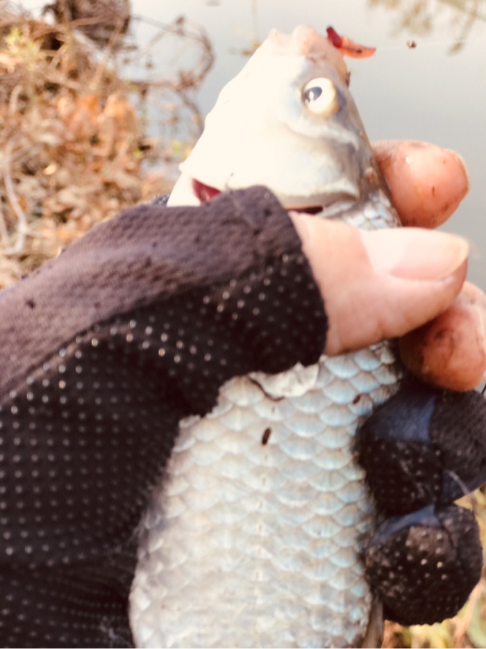 鳄鱼|今天钓了7条鲫