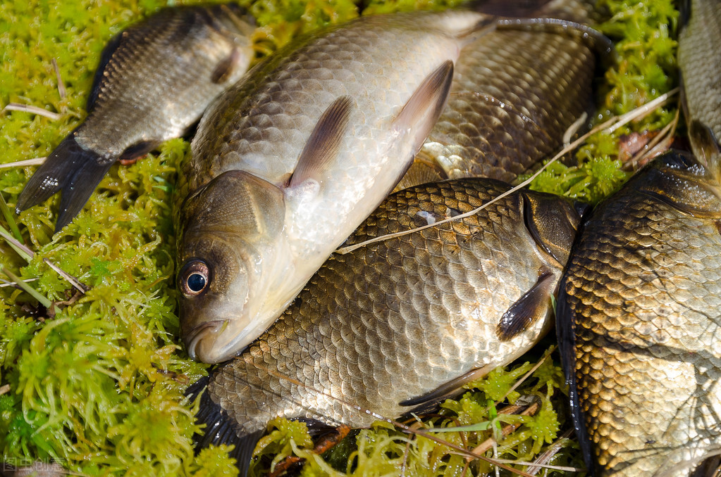 |垂钓技巧之:湿散和干散饵的区别,建议钓友收藏
