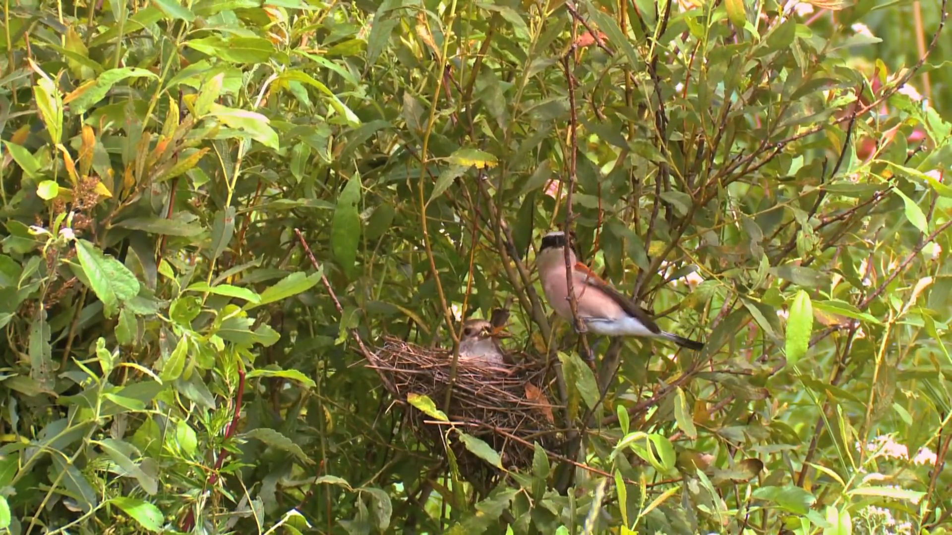 「白羊座」农历这几月份出生的人, 从不德高望重,半个月内,踏入成功之路