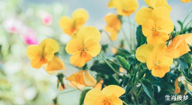 生肖|9月中旬，福气萦绕，蛟龙得水，4生肖心花怒放，富贵挡不住