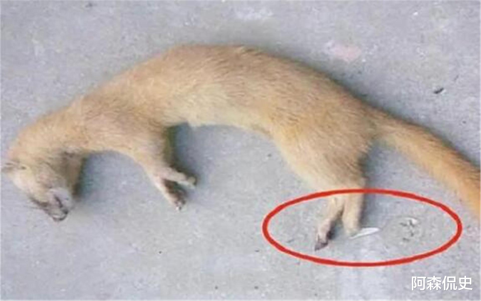 黄鼠狼|古人为何说黄鼠狼不能吃，真的是因为迷信？李时珍早已经给出答案