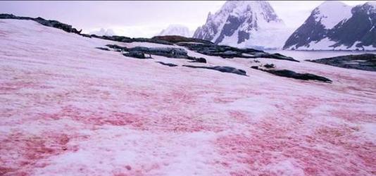 『南极』南极传来坏消息？南极出现“血雪”，全世界担心的事情已经发生