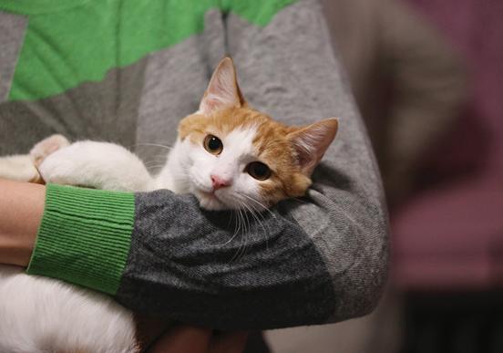 想要猫狗双全？你不一定适合，看看就究竟适合养猫还是养狗