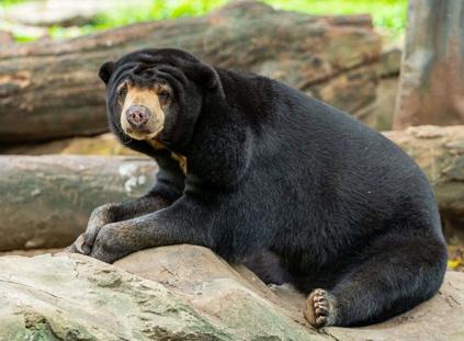 棕熊：介绍十个种类的熊