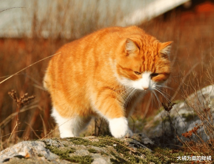 橘猫出门“约会”，却惹来两只流浪猫相争，躲在屋顶受到女子接济