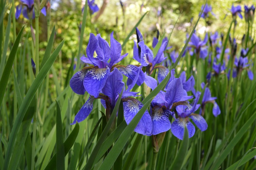 「生肖」5月下旬天降横财，富贵挡不住，财运一路猛涨，财来福到的四属相