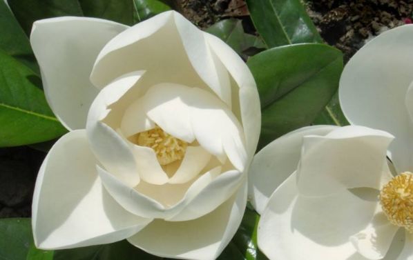 生肖：“把妻子放第一位的”3种生肖男，对妻子大方又宠爱，超乎想象