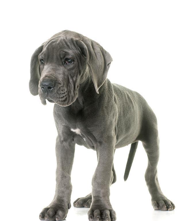 狗狗吃狗粮最后会留一粒是因为它不饿吗？这5方面才是主要原因