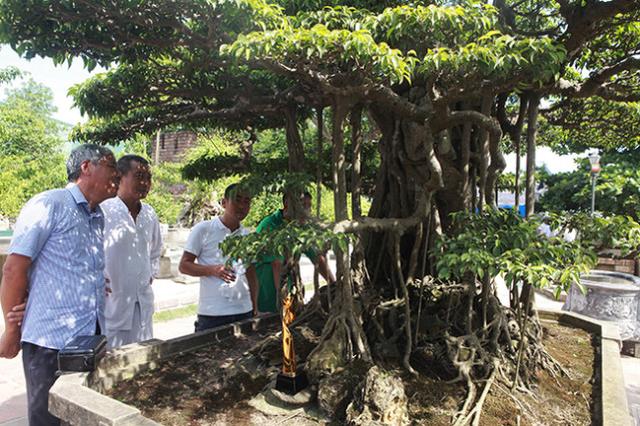 睹图|男子用11年买回2棵上百年的古树，共花掉720万称钱花得很值