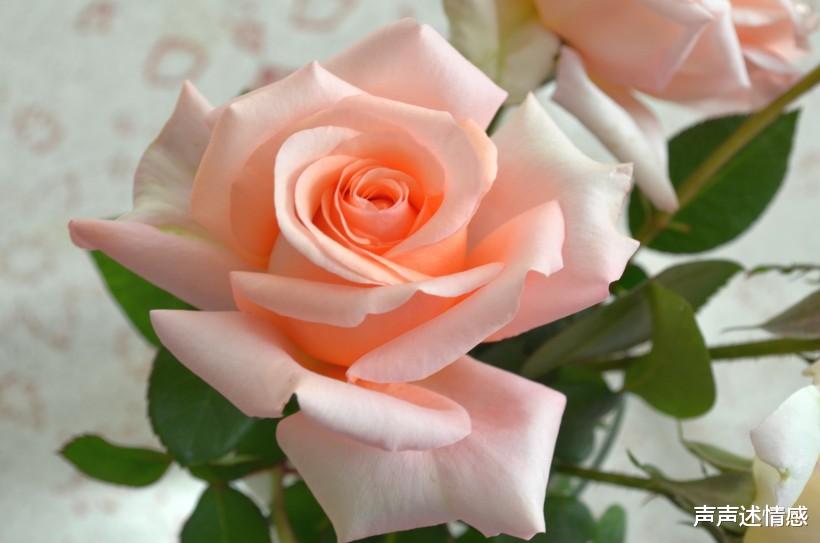 生肖@姻缘上上签!4大生肖桃花大旺,遇见命中人,下半年顺利脱单!