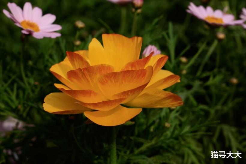 生肖：7月初期，喜迎桃花运，带来好姻缘，月老牵线把桥搭的四大生肖