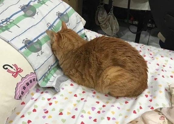 猫奴梦见超大毛毛虫，隔天看照片才知道，都是猫咪的爱