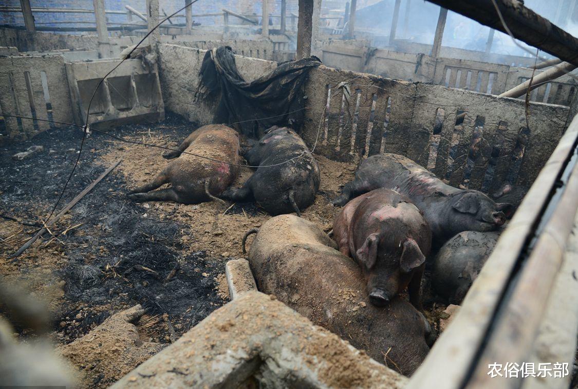 「」厕所和猪圈不能建在屋外？农村这项改造，你们村实现了多少？