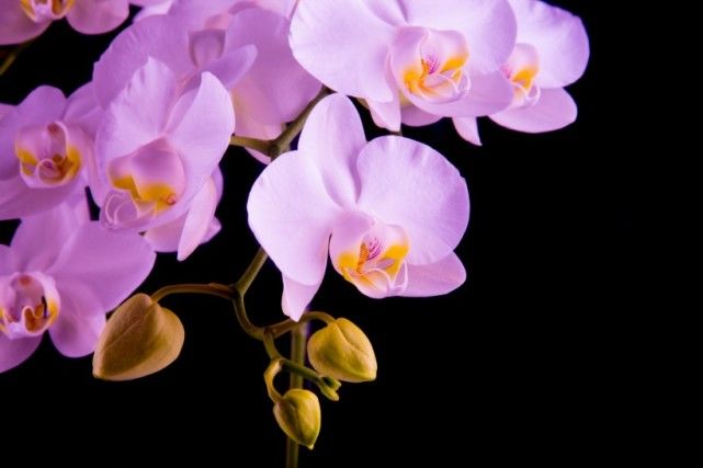 「生肖」7月中旬，四大生肖桃花开满枝，难忍相思，良缘不请自来！