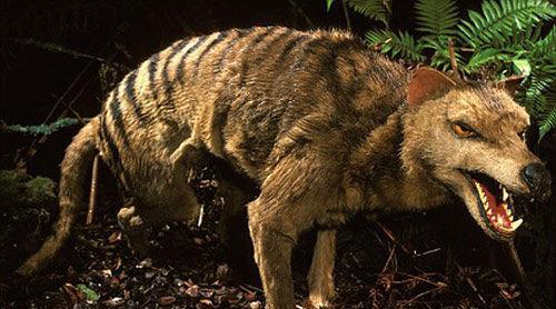 生物考古|远古时期五大“神物”，倘若它们生存下来，人类的掌控权将转让