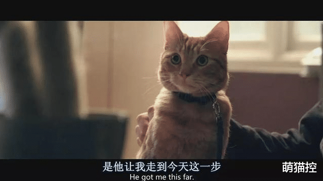 这些电影现身说法，猫咪才是电影界的顶级明星