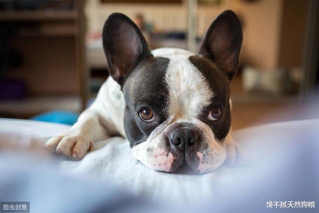 人气高的法国斗牛犬，养起来也不容易，需要注意这6点
