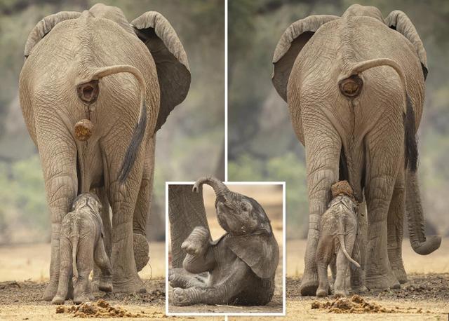 ##为什么自然界的动物排便后不需要擦拭,而人类要用大量纸张?